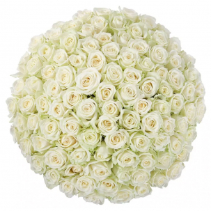 Акция! Розы Белые 101 шт. 50 см